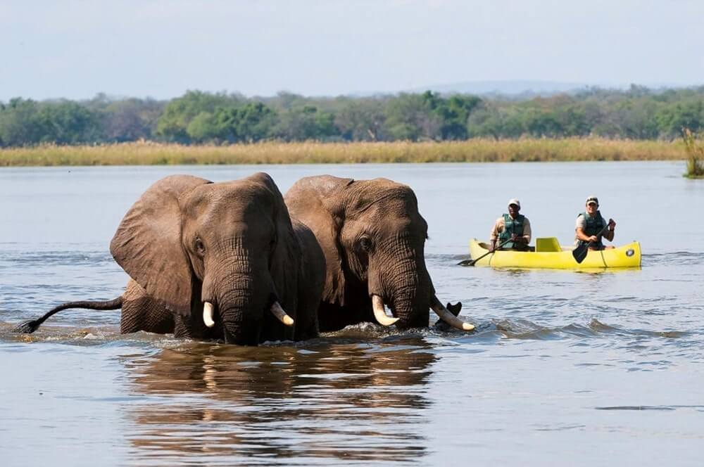 Zambia_LowerZambezi_OldMondoro_Activity_CanoeingWithElephant-min